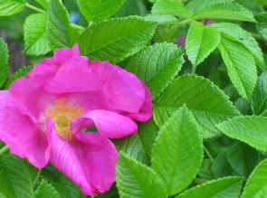image آموزش کاشت گل سرخ و گل رز در باغچه خانه