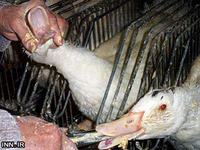 image تصاویر تکان دهنده کشتار وحشیانه اردک ها توسط مک دونالد