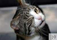 image عکس های بامزه از گربه های خلافکار در زندان