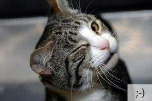 image عکس های بامزه از گربه های خلافکار در زندان