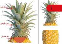 image آموزش مرحله به مرحله با عکس تزیین آناناس شکل طوطی