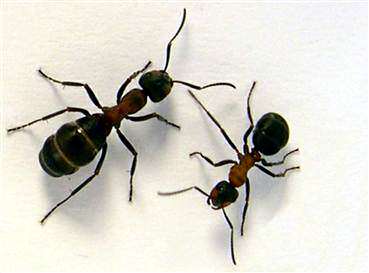 image چطور مورچه های خانگی را نابود کنیم
