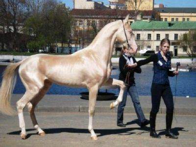 image تصاویر دیدنی زیباترین اسب در جهان هستی