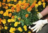 image توصیه های مهم برای آب دادن به گلدان های خانه و باغچه