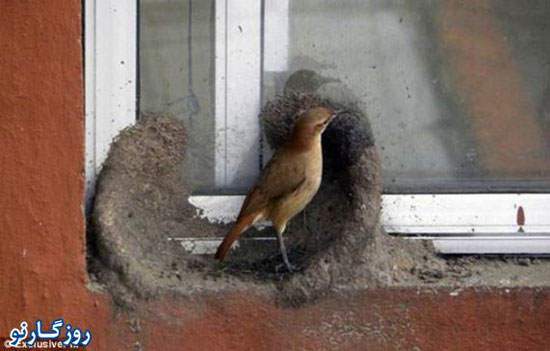 image گزارش تصویری دیدنی از آشیانه ساختن دو پرنده با هم