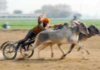 image مسابقات گاورانی در هند