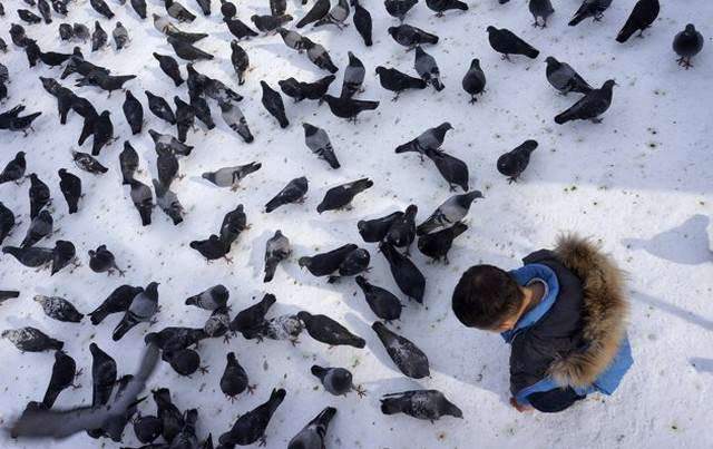 image کودک قزاق در حال دانه دادن به پرنده ها در پارک آلماتی