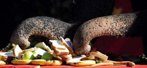 image غذا دادن به فیل های سیرک آگوستا ایالت جورجیا آمریکا