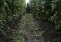 image مزرعه کشت گوجه فرنگی در مکزیک