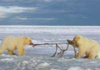 image بازی دو خرس قطبی در آلاسکا با بقایای پوست یک نهنگ