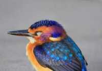 image زیباترین پرنده خلق شده توسط خداوند در جهان
