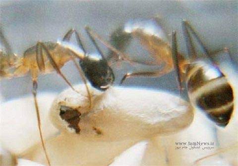 image تصاویری دیدنی از لحظه تولد یک مورچه