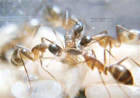image تصاویری دیدنی از لحظه تولد یک مورچه