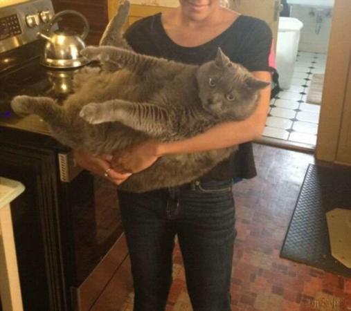 image عکس دیدنی چاق ترین گربه جهان در خانه