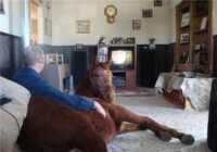 image عکس تماشای تلویزیون همراه با یک اسب در خانه