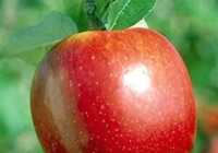 image بهترین اثرات مفید سیب ترش بر سلامتی