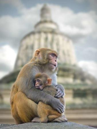 image زیباترین عکس از لحظه محبت میمون مادر و بچه