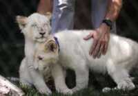 image یک جفت بچه شیر سفید کمیاب در لاس وگاس