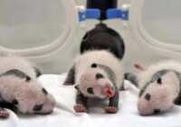 image بچه پانداهای تازه به دنیا آمده در چین