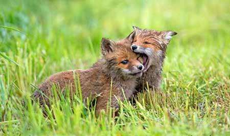image بازی دو بچه روباه در آلمان