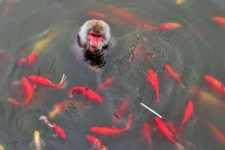 image شنای میمون میان ماهی ها  باغ وحش چین