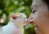image ابراز احساسات بچه گربه به صاحبش رومانی