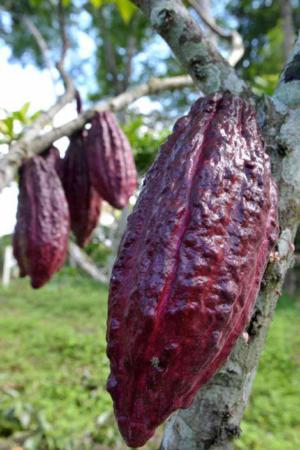 image عکس های زیبا از میوه ها و درخت کاکائو