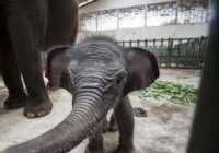 image بچه فیل ۷ روزه در باغ وحشی جزیره جاوه اندونزی