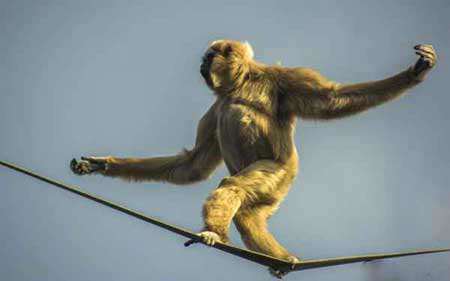 image هنر نمایی میمون روی بند باغ وحش چستر