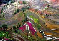 image مزارع جادویی برنج