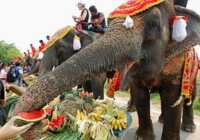 image روز ملی فیل در تایلند