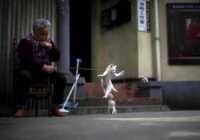 image زنی چینی در حال بازی با بچه گربه اش