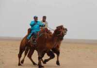 image مسابقه شترسواری در مغولستان داخلی