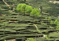 image مزرعه کشت چای در استان جینگشان چین