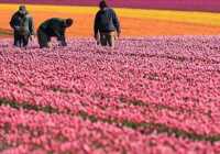 image مزرعه زیبای گل در شوانبرگ آلمان