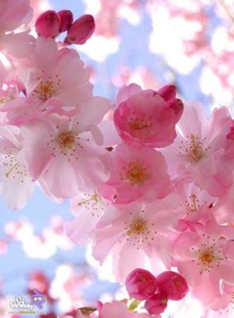 image تصاویر دیدنی زیباترین گلهای فصل بهار