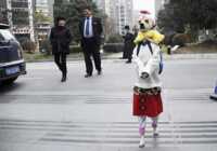 image راه رفتن روی دو پا سگ خارق العاده شانگهای چین