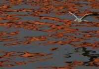 image عکس پرواز زیبای مرغ دریایی برای شکار ماهی