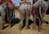 image نقاشی روی بدن فیل ها مراسم سنتی نپال