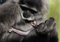 image عکس زیبای محبت میمون مادر به میمون بچه