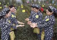 image عکس جشنواره زیبای چای بهاره در ییبین چین