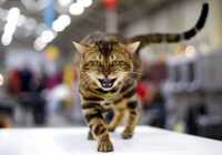 image عکسی زیبا از با ابهت ترین گربه دنیا در ایتالیا