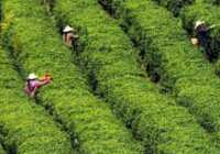 image تصویر زنان کشاورز چینی در برداشت برگ چای