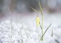 image عکس گل لاله زرد زیبا در میان برف های سفید