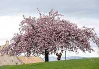 image عکس زیبای شکوفه های بهاری در ژنو سوئیس