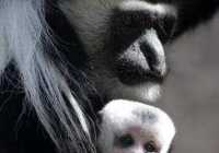 image عکس مادر و بچه میمون در کنار هم