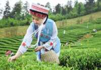 image تصویر زیبای زنی چینی هنگام چیدن برگ های چای