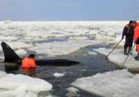 image تصویر دیدنی گیر افتادن نهنگ میان یخ ها جزیره ساخالین روسیه