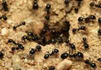 image جالب ترین اطلاعات خواندنی درباره مورچه ها
