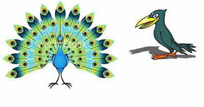 image داستان کوتاه و زیبای گفتگوی طاووس و کلاغ سیاه